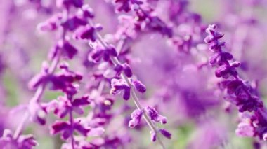 Esintide sallanan lavanta çiçeklerinin yakın çekimi