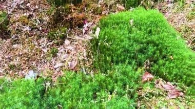 İskoçya 'da yemyeşil yosunlara yakın çekim