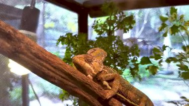 Bir kertenkele sakince bir dala oturur.