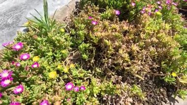 Napoli 'de bir bahçede çiçek açan davullar.