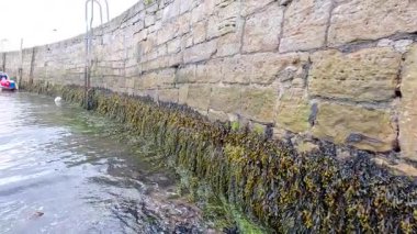 Yosun kaplı bir duvarın yanında yüzen tekneler