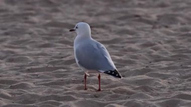 Martı kumlu sahilde duruyor, Melbourne