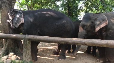 Filler esaret altında sosyal davranışlar sergiliyorlar.