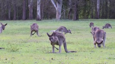 Bir tarlada kangurular, yiyor ve sosyalleşiyorlar.