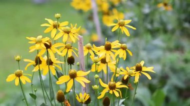 Sarı çiçekler hızla açılıp kapanıyor