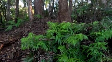 Springbrook ormanında yoğun yeşillik ve ağaçlar