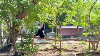Gibbon zarif bir şekilde yemyeşil hayvanat bahçesinde sallanıyor.