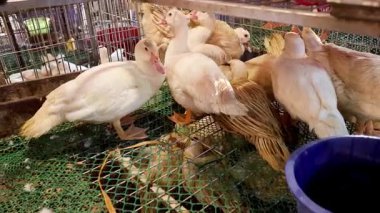 Ördekler bir kafese kapatıldı.