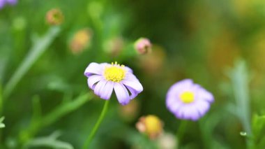 Çiçek açmış mor bir papatyanın yakın çekimi