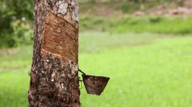 Hindistan cevizi kabı olan bir kauçuk ağaç, lateks toplar, yemyeşil bir çiftlik ortamında, geleneksel hasat tekniklerini sergiler.
