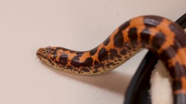 Bir Kenya Kum Boa zarif bir şekilde pürüzsüz bir yüzey boyunca hareket eder. Yumuşak ışık altında kendine özgü desenli pullarını gösterir.