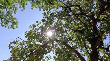 Güneş bir ağacın hareketli yapraklarının arasından bakıyor.