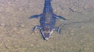 İnsansız hava aracı görüntülerinde berrak sularda yüzen tuzlu su timsahı görülüyor. Dokulu pullarını ve güçlü varlığını vurguluyor.
