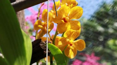 Sarı orkideler, parlak pembe çiçekler ve yemyeşil arka planda, güneşli bir bahçede usulca salınırlar.