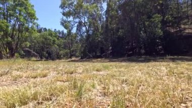 Ormanda sakin bir yürüyüş.