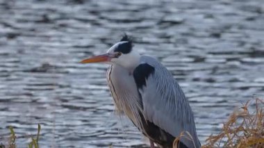 Balıkçıl göl kenarında hareketsiz duruyor.