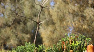 Melbourne Hayvanat Bahçesi 'nde ağaç dikme etkinliği