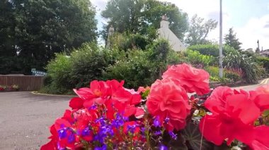 Aberdour, İskoçya 'da canlı çiçekler açar