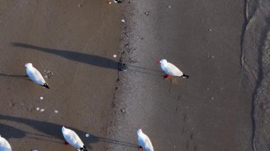 Sahildeki martıların havadan görünüşü, durmaktan uçmaya geçiş. Doğal ışıkta dinamik hareketlerle yakalandılar.