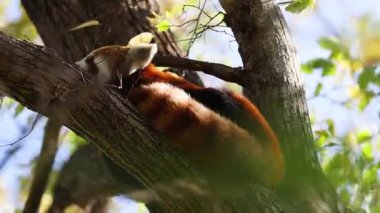 Kırmızı panda ağaç dalında dinleniyor.
