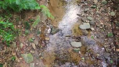Huzurlu bir dere, yumuşak doğal ışık altında, canlı yeşillik ve kayalarla çevrili, yoğun yağmur ormanlarında dolaşır.