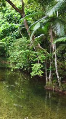 Hava görüntüleri yoğun yeşillik ve sakin bir dereyle sakin bir yağmur ormanı görüntüsü yakalıyor, canlı yapraklar ve sakin su yansımalarını vurguluyor.