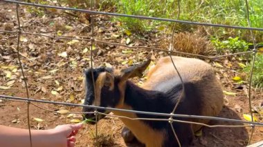 Bir keçi, parlak güneş ışığı altında bir insanın elinden yaprakları hevesle yer.
