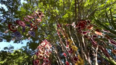 Canlı hareketler yemyeşil ağaçlar arasında sallanıyor