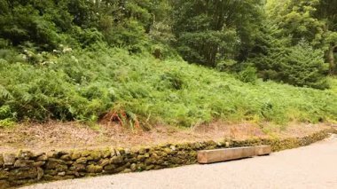 Yoğun yeşil yapraklarla çevrili manzaralı bir patika.