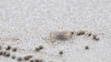 Kumsalda hayalet bir yengeç dolaşıyor.