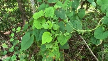 Böceklerin yediği yeşil yapraklar rüzgarda sallanıyor, doğal bir orman ortamında yakalanıyor.