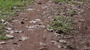 Kelebekler bir bahçe yolundan uçuyor.