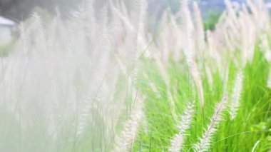 Uzun otlar rüzgarda hafifçe sallanıyor