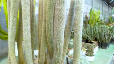 Cacti bir Bangkok serasında sergilendi