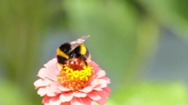 Bumblebee pembe zinnia çiçeğinden nektar topluyor.