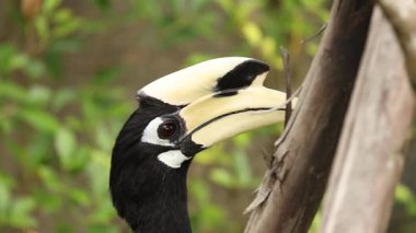 Hornbill çevreyle etkileşime giriyor, muhtemelen besleniyor..