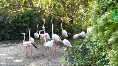 Flamingolar verimli bir hayvanat bahçesi ortamında etkileşim halindedirler.