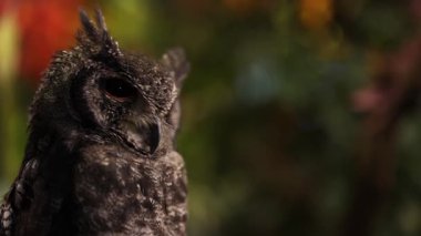 Baykuş başını çeviriyor, rengarenk bir arka plana göz kırpıyor.
