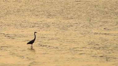 Balıkçıl gün batımında sahilde yürür.