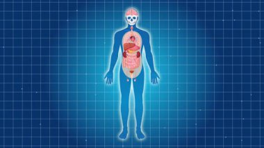 İnsan sindirim sistemini gösteren animasyon, detaylı anatomik görseller ve pürüzsüz geçişlerle bağırsakları vurguluyor