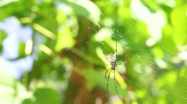 Tayland 'ın Phuket şehrinde bir örümcek ağlarını canlı yeşil yaprakların arasında örüyor. Güneş ışığı süzülerek, sakin ve doğal bir atmosfer yaratır.