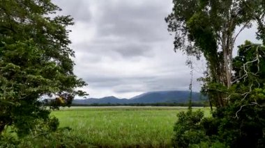Avustralya 'nın Port Douglas kentindeki yağmur ormanları ve uzak dağlarla çevrili bulutlu gökyüzünün altında geniş şeker kamışı tarlaları.