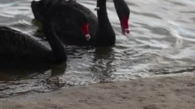 Kuğular başlarını suya daldırıp yiyecek arıyorlar.