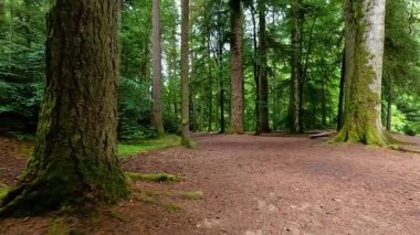 Bereketli yeşil ormanda huzurlu bir yürüyüş