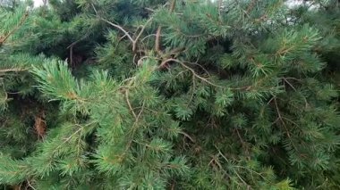 Rüzgarda sallanan çam dalları