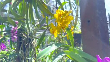 Bereketli bir bahçede canlı orkideler.