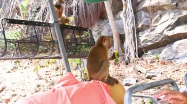 Bir maymun, Khao Rang Bakış Açısı 'nda doğal kayalık ortamda bir insanın omzunda atıştırmanın tadını çıkarır.