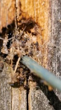 Doğal ışıklandırma ve dinamik kamera açılarıyla ağaçta yuva yapan karıncalara yakın çekim.