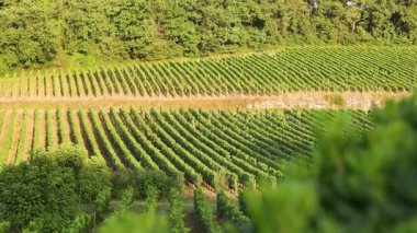 Gün batımında bağlar hafif rüzgarla sıralanır.