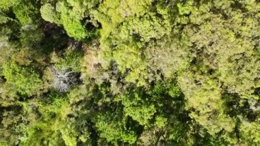 İnsansız hava aracı yemyeşil okaliptüs orman tepe örtüsünü yakalıyor.